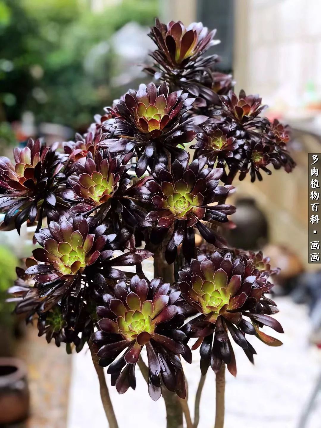 鍒氬ソ閬囪浣犵編濂虫埛澶栫増,鍒氬ソ閬囪澶氳倝