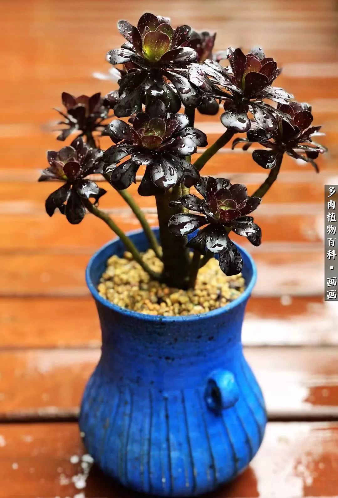 鍒氬ソ閬囪浣犵編濂虫埛澶栫増,鍒氬ソ閬囪澶氳倝