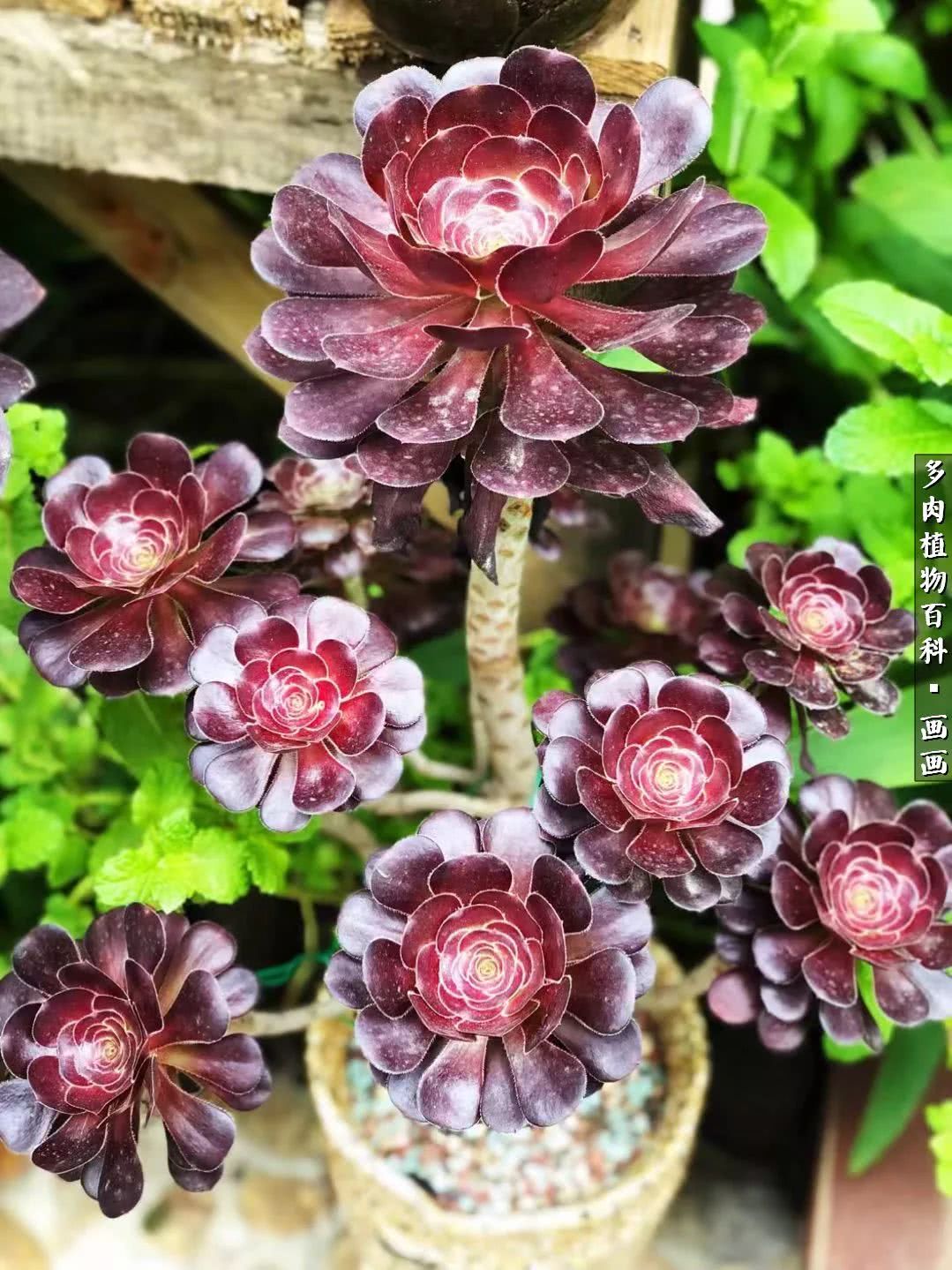 鍒氬ソ閬囪浣犵編濂虫埛澶栫増,鍒氬ソ閬囪澶氳倝