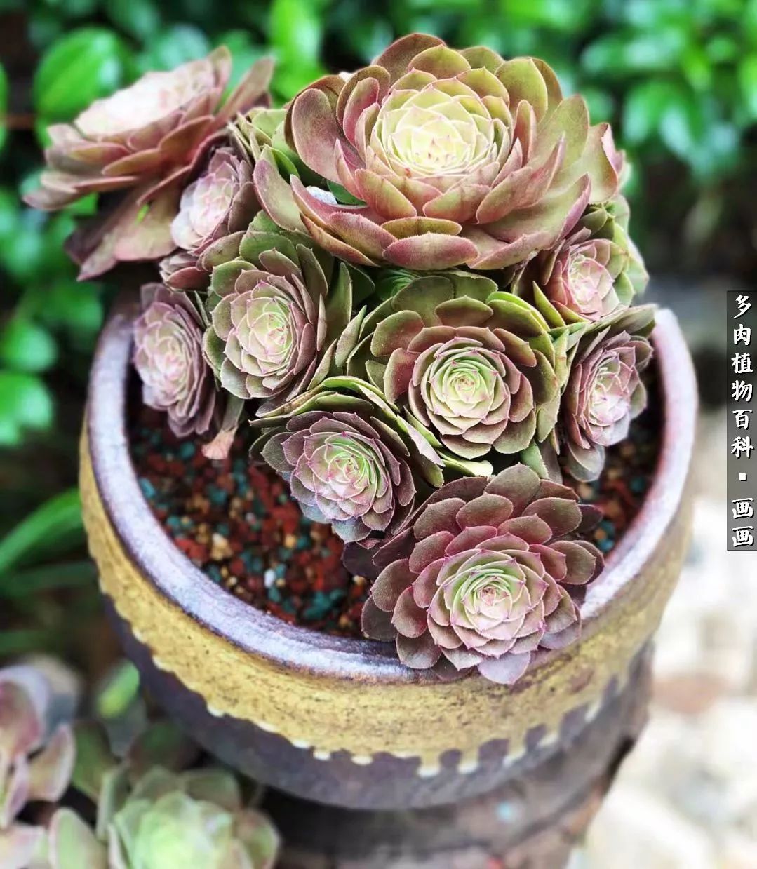 鍒氬ソ閬囪浣犵編濂虫埛澶栫増,鍒氬ソ閬囪澶氳倝