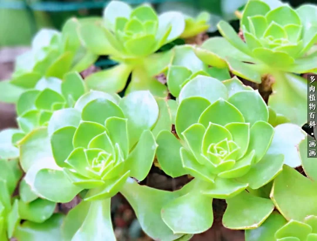 鍒氬ソ閬囪浣犵編濂虫埛澶栫増,鍒氬ソ閬囪澶氳倝