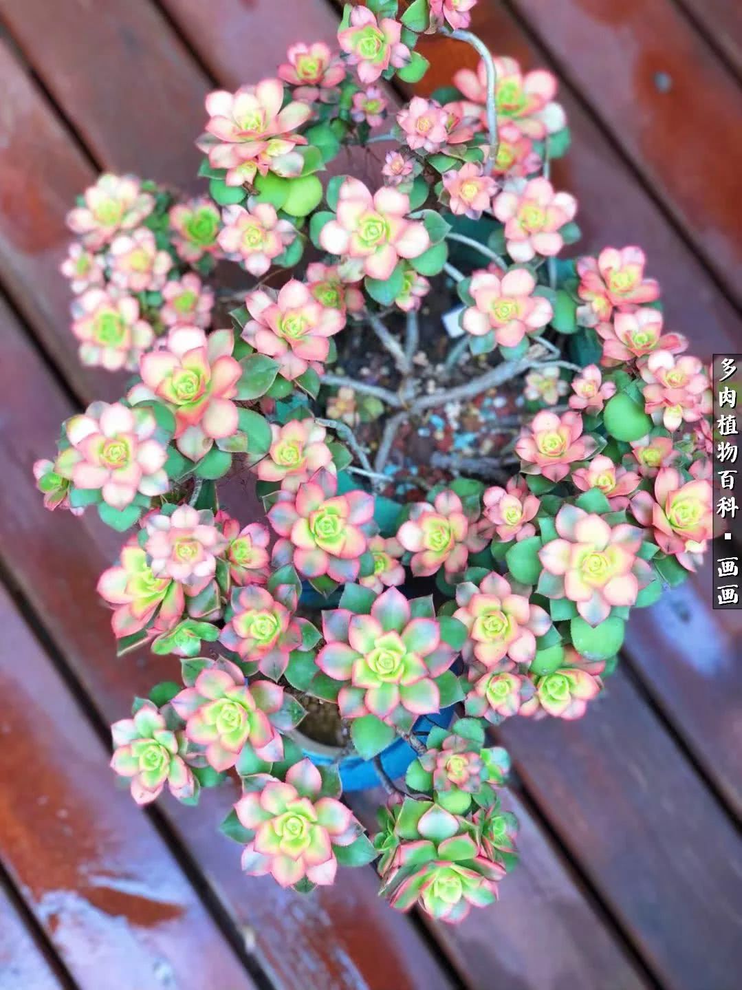 鍒氬ソ閬囪浣犵編濂虫埛澶栫増,鍒氬ソ閬囪澶氳倝