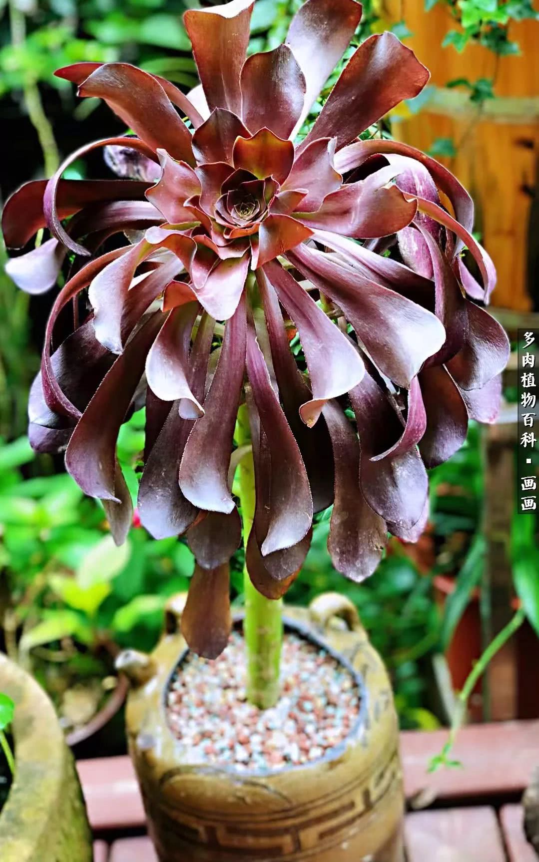 鍒氬ソ閬囪浣犵編濂虫埛澶栫増,鍒氬ソ閬囪澶氳倝