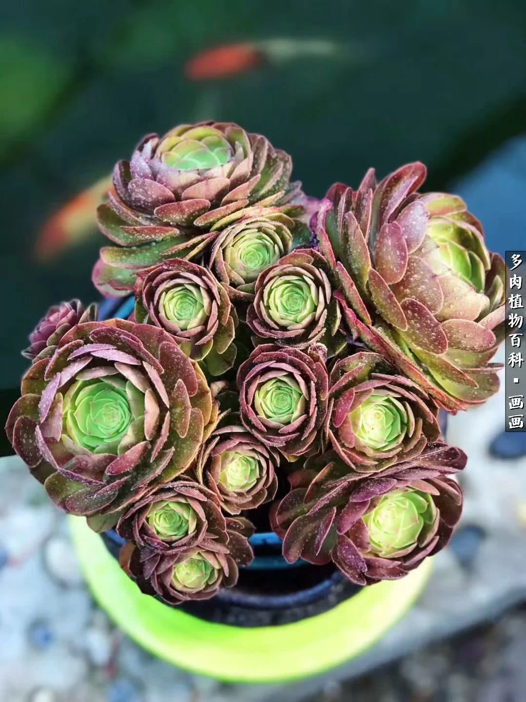 鍒氬ソ閬囪浣犵編濂虫埛澶栫増,鍒氬ソ閬囪澶氳倝