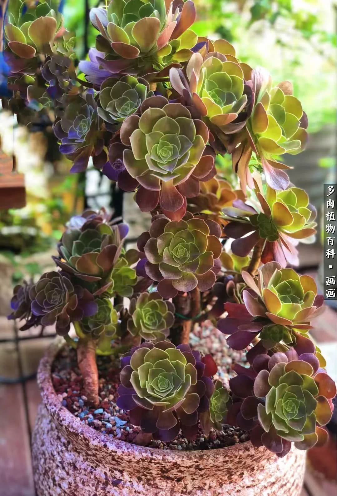 鍒氬ソ閬囪浣犵編濂虫埛澶栫増,鍒氬ソ閬囪澶氳倝