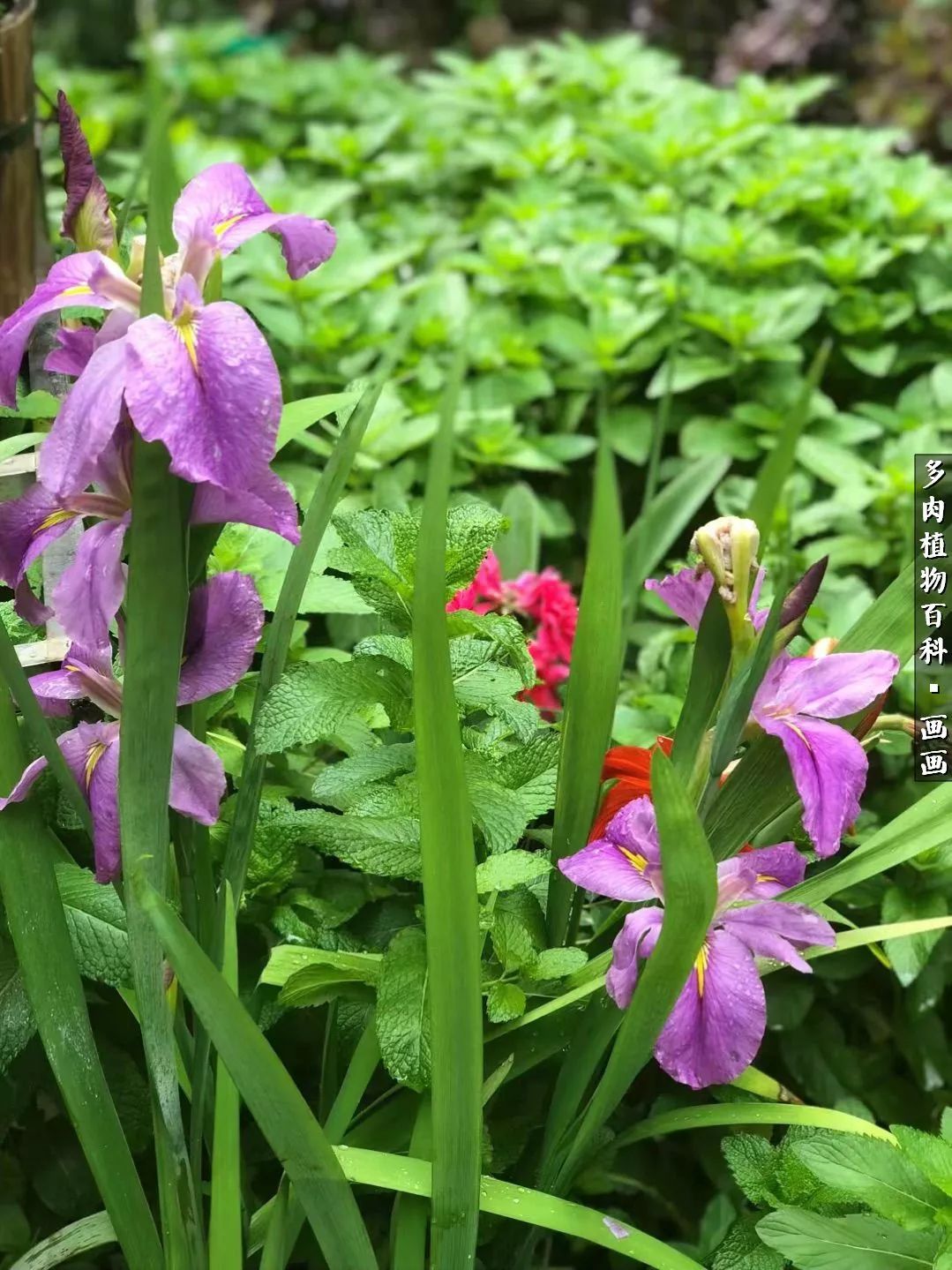 鍒氬ソ閬囪浣犵編濂虫埛澶栫増,鍒氬ソ閬囪澶氳倝