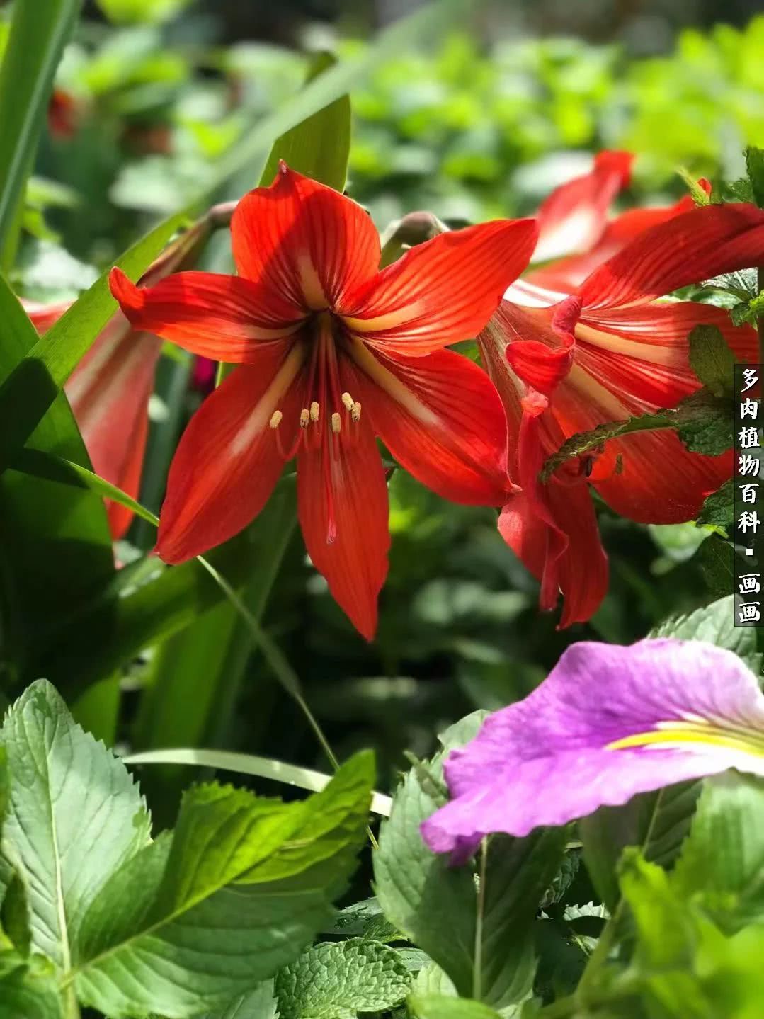 鍒氬ソ閬囪浣犵編濂虫埛澶栫増,鍒氬ソ閬囪澶氳倝