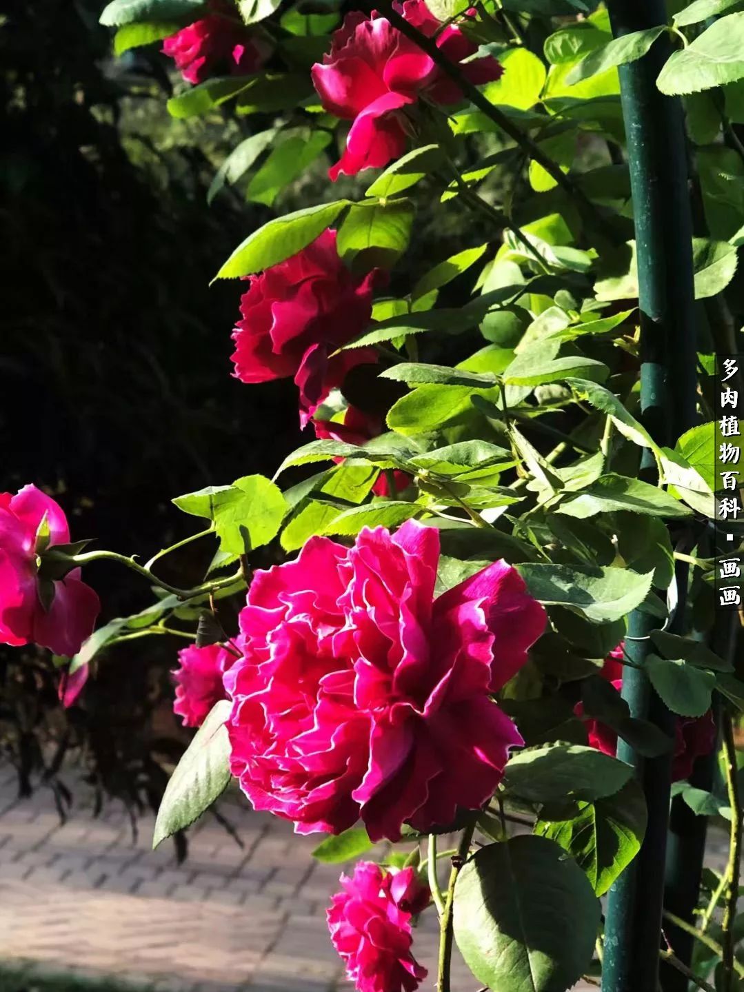 鍒氬ソ閬囪浣犵編濂虫埛澶栫増,鍒氬ソ閬囪澶氳倝
