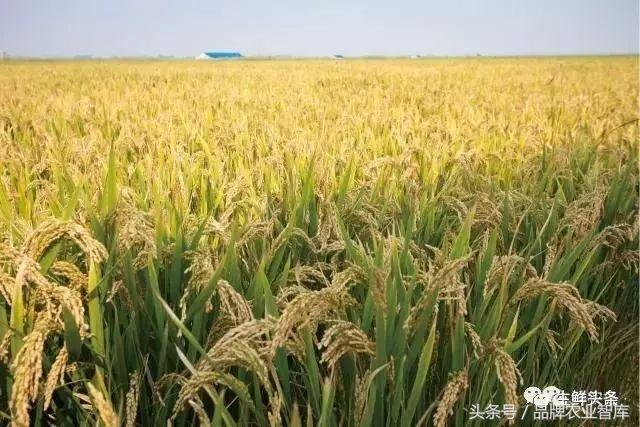 袁隆平捐200吨大米相当于多少钱,袁隆平的大米的推广