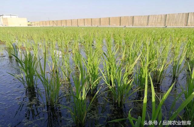 袁隆平捐200吨大米相当于多少钱,袁隆平的大米的推广