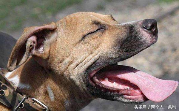 大型犬整夜狂吠扰民怎么办,放任犬只狂吠扰人休息如何处理