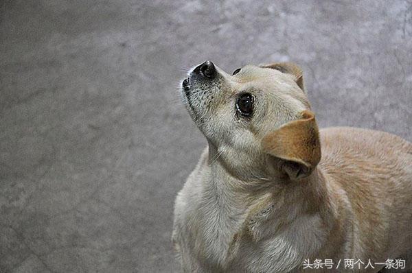 大型犬整夜狂吠扰民怎么办,放任犬只狂吠扰人休息如何处理