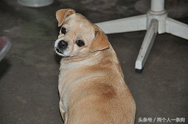 大型犬整夜狂吠扰民怎么办,放任犬只狂吠扰人休息如何处理