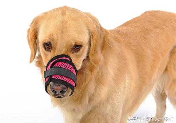 大型犬整夜狂吠扰民怎么办,放任犬只狂吠扰人休息如何处理