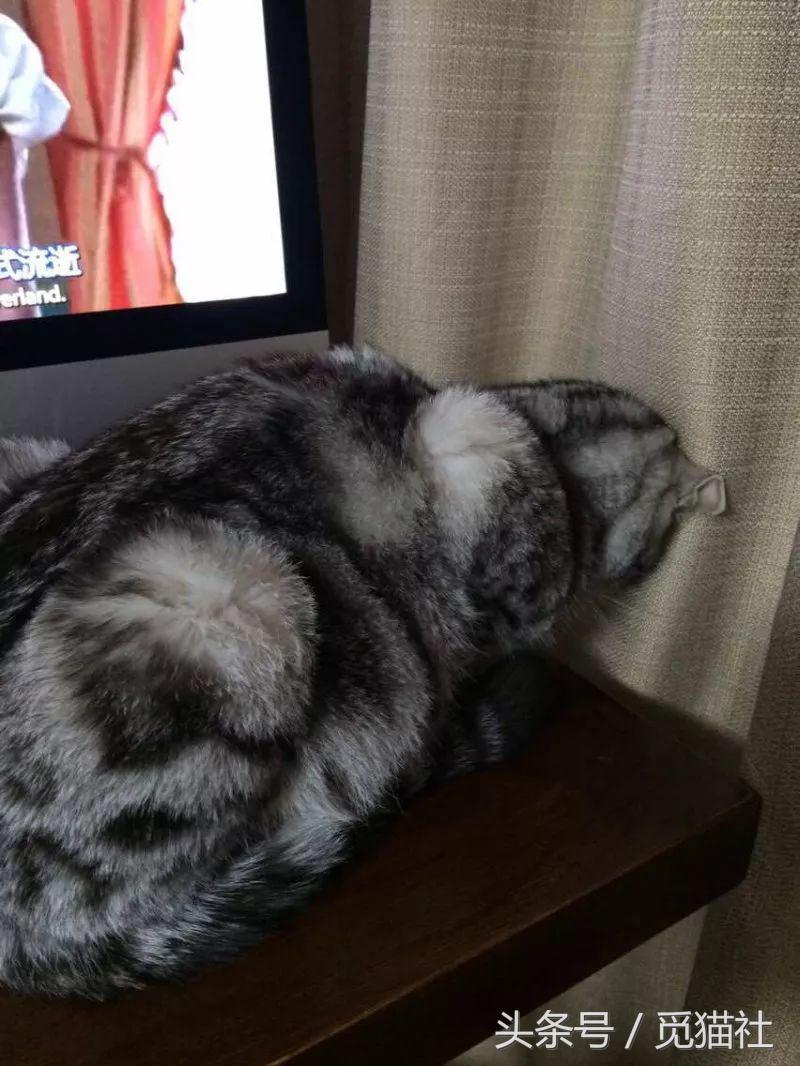 养猫常听的7个谣言猫拒绝背锅,养猫人一定要知道的猫粮