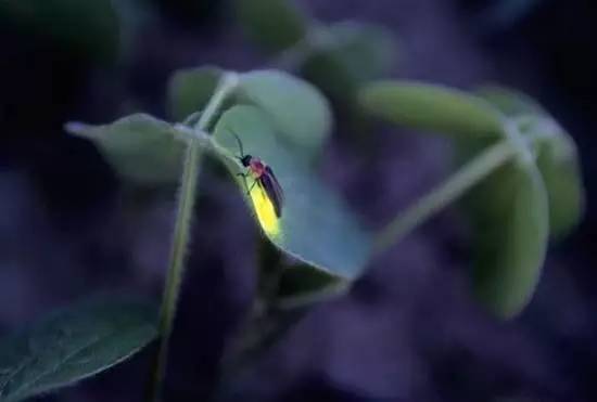 大暑节气养生好方法有哪些,大暑有一种进补的方法是吃什么