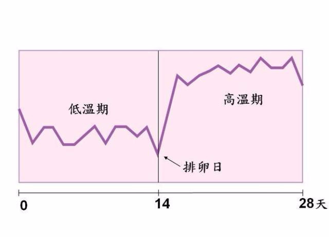 女性在排卵日末尾最有精神吗,排卵日的女性身体呈酸性吗