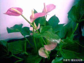 粉掌的叶子枯黄,粉掌不开花的原因及解决方法