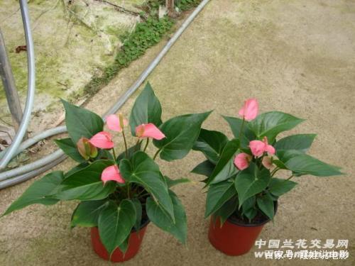 粉掌的叶子枯黄,粉掌不开花的原因及解决方法