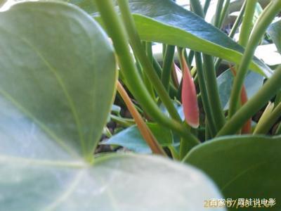 粉掌的叶子枯黄,粉掌不开花的原因及解决方法