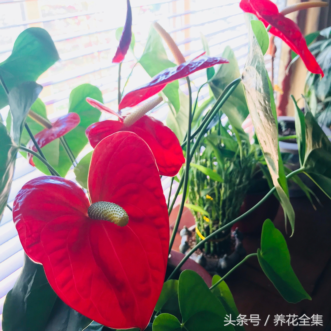 红掌叶子下垂怎么补救,红掌叶子发黄最简单的处理方法