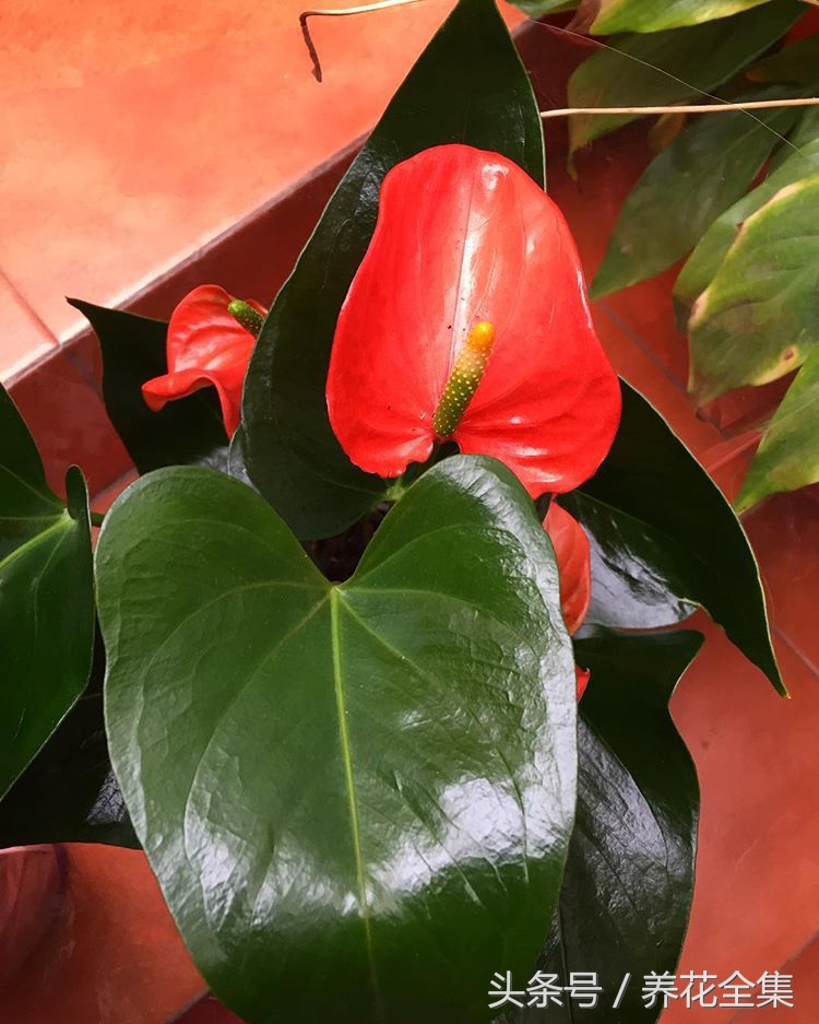 红掌叶子下垂怎么补救,红掌叶子发黄最简单的处理方法
