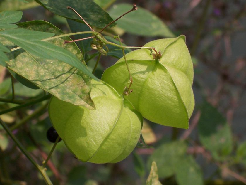 这种草专门长在坟地，俗称“鬼灯笼”，过去不敢吃，现在成稀罕物