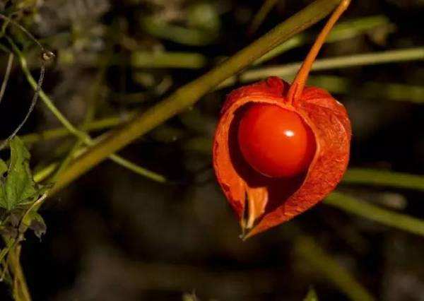 这种草专门长在坟地，俗称“鬼灯笼”，过去不敢吃，现在成稀罕物