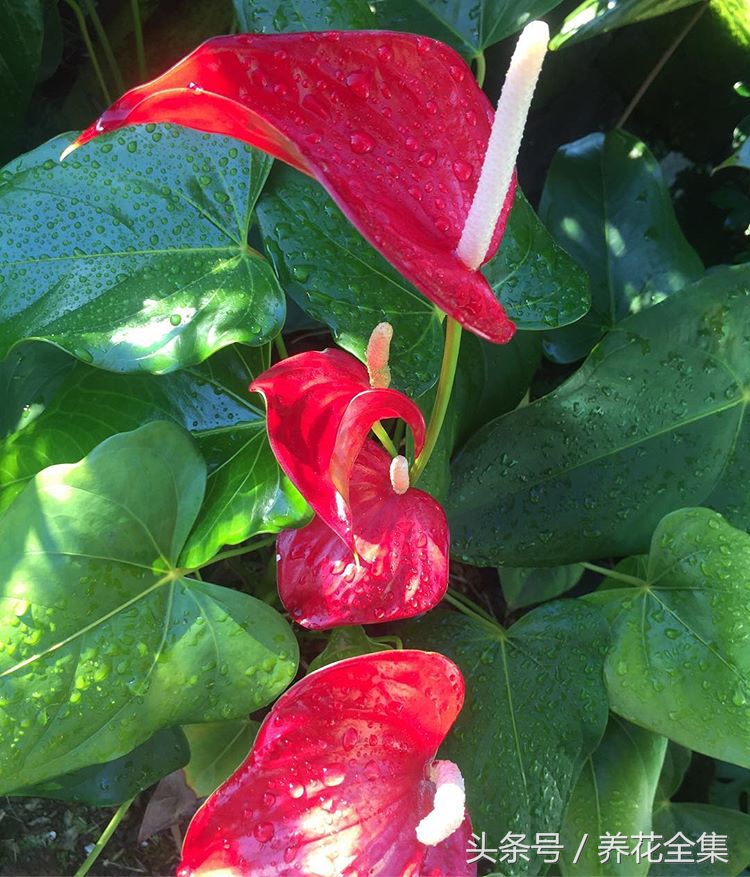 红掌叶子下垂怎么补救,红掌叶子发黄最简单的处理方法