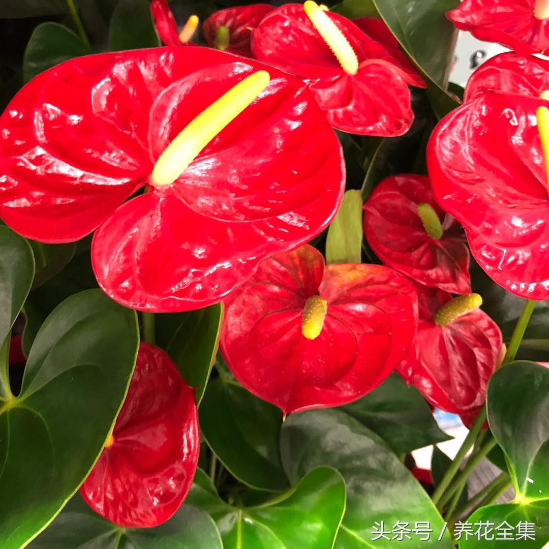 红掌叶子下垂怎么补救,红掌叶子发黄最简单的处理方法