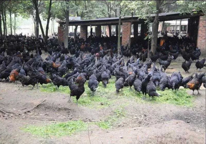 狗养殖场需要办什么证件,狗养殖场办理什么证件