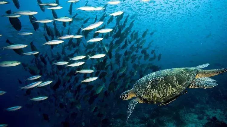 超级神秘的海底世界,超级梦幻的海洋世界