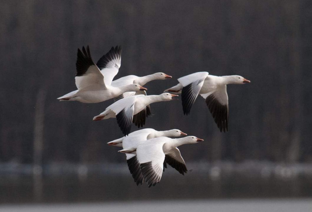 林黛玉的丫鬟雪雁的真名,主角是林黛玉丫鬟雪雁的小说