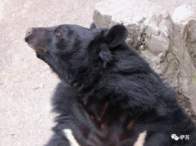 印度为啥这么不待见“中国龙”？背后牵出一段跨国三角恋爱诱拐案