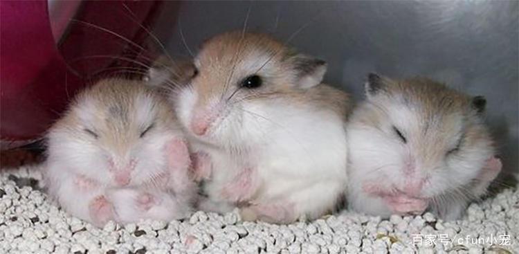 新手养仓鼠养什么品种的好,新手买仓鼠要买哪个品种