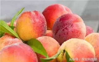 中国桃子十大名桃排名,中国最好的桃子品种