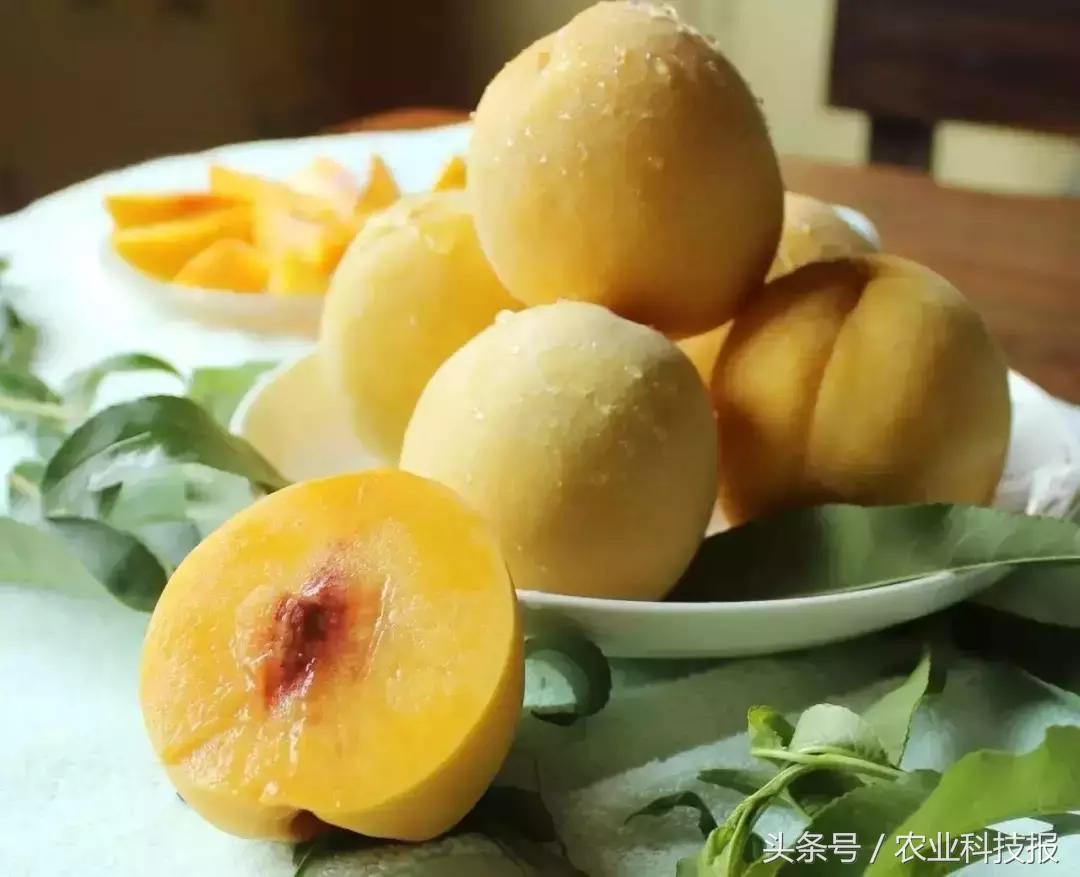 中国桃子十大名桃排名,中国最好的桃子品种
