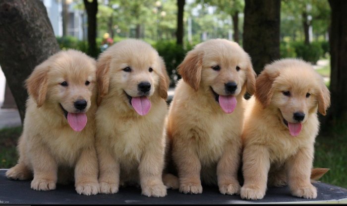 金毛幼崽价格,北京金毛价格