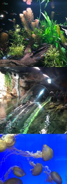 上海迪士尼周围旅游攻略,魔都迪士尼旅游