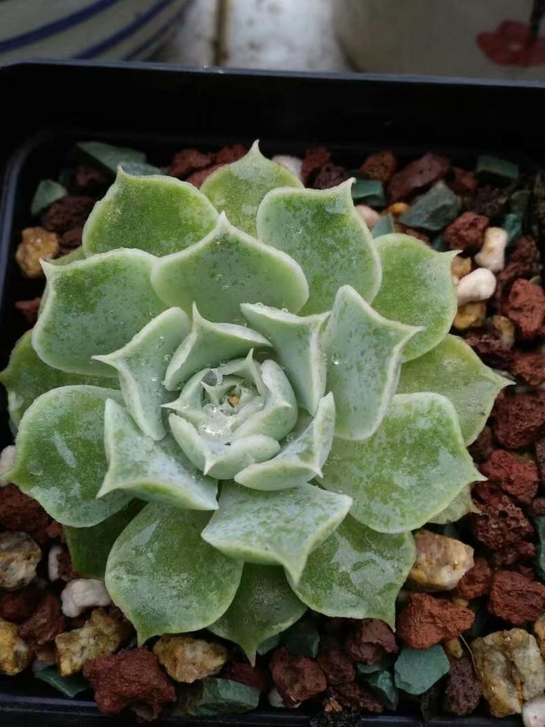 多肉紫乐越养越干巴怎么回事,多肉收到后干巴了怎么办