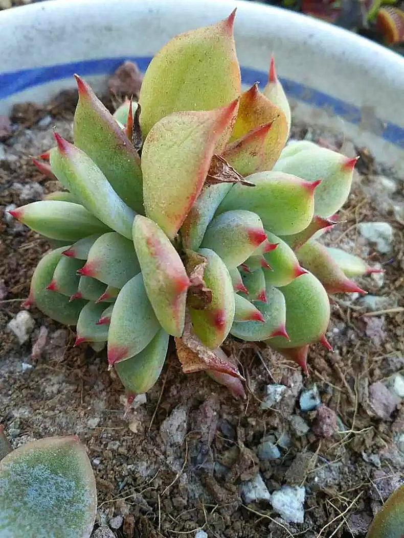 多肉紫乐越养越干巴怎么回事,多肉收到后干巴了怎么办