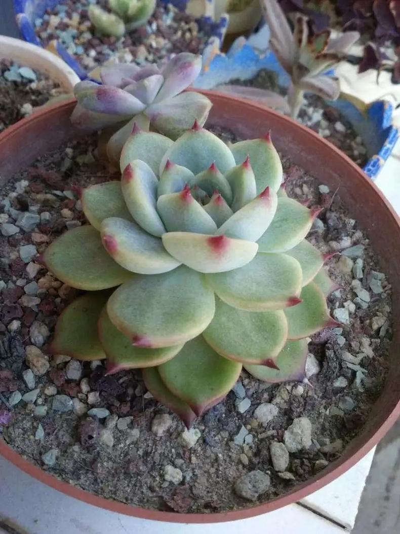 多肉紫乐越养越干巴怎么回事,多肉收到后干巴了怎么办