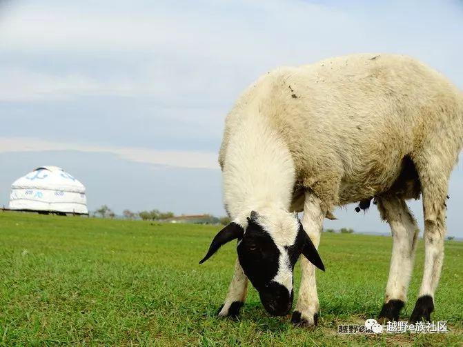 一生总要去一次草原，我的草原自由行之旅