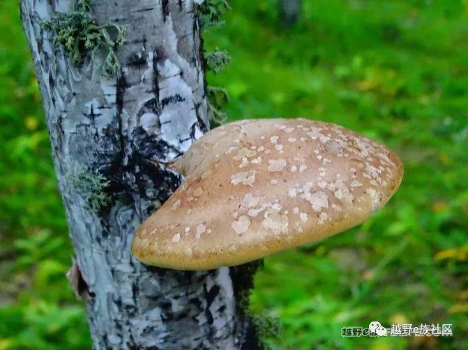 一生总要去一次草原，我的草原自由行之旅