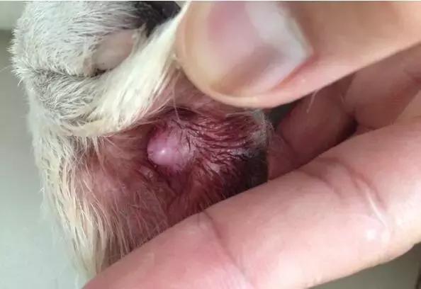 天气热狗狗的表现症状,天气热狗狗容易得什么病