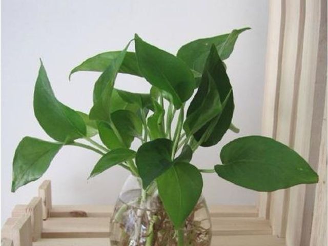 水培绿萝的正确方法,如何让水培绿萝越长越旺盛