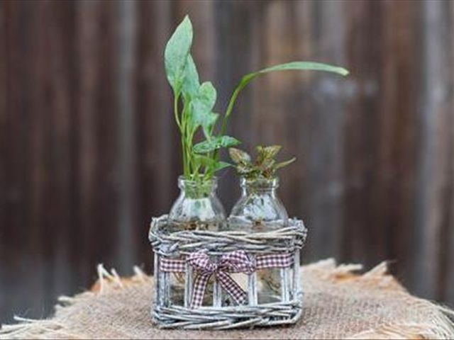 水培绿萝的正确方法,如何让水培绿萝越长越旺盛