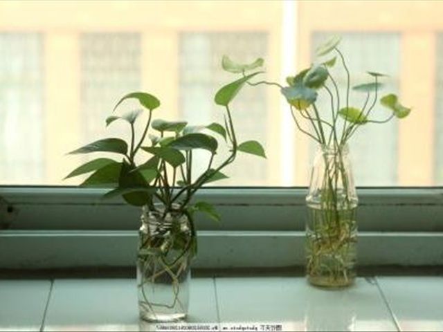 水培绿萝的正确方法,如何让水培绿萝越长越旺盛