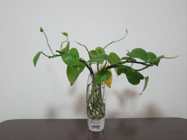 水培绿萝的正确方法,如何让水培绿萝越长越旺盛