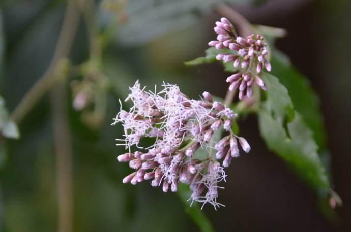 衣草的神奇之处,薰衣草治疗狐臭吗